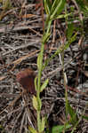 Shortleaf rose gentian